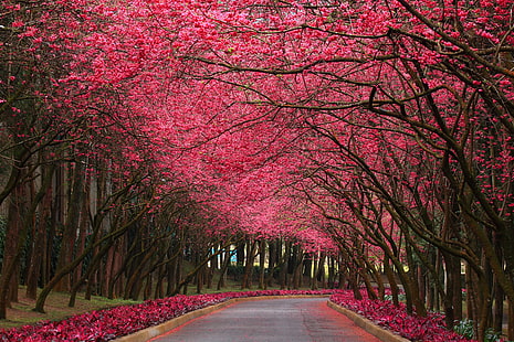 Pink Flowering Trees, pink trees, Nature, Flowers, flower, pink, tree, road, HD wallpaper HD wallpaper