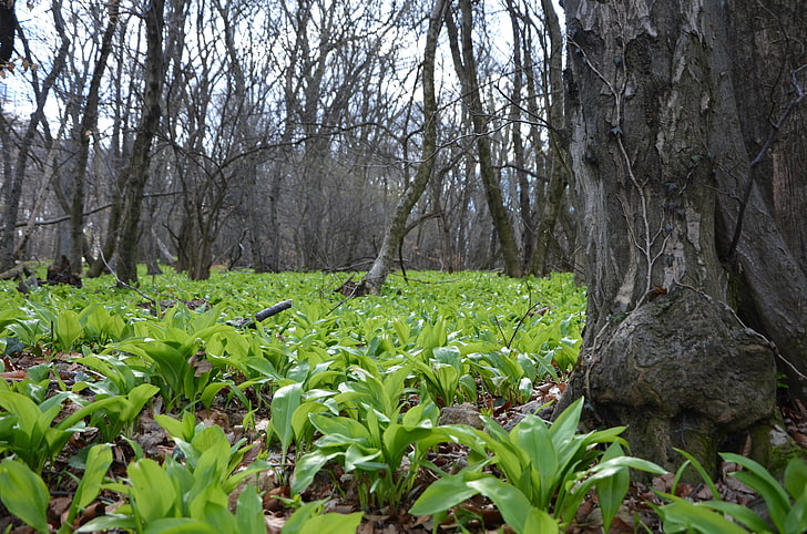 forest, ramsons, timber, HD wallpaper