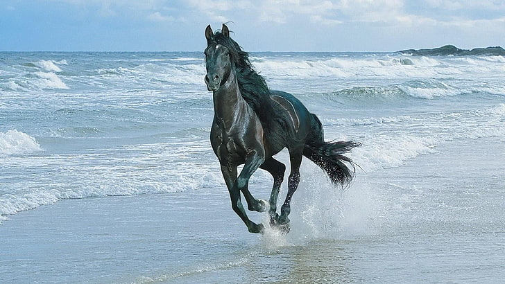kuda, berlari, pantai, Wallpaper HD