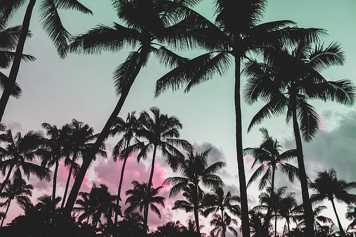 seni kesalahan, alam, gelombang uap, pohon-pohon palem, merah muda, bayangan hitam, Wallpaper HD
