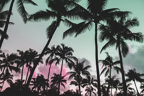 arte de falha, natureza, onda de vapor, palmeiras, rosa, silhueta, HD papel de parede HD wallpaper