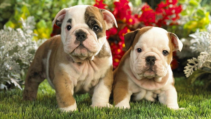Cute, Bulldog, puppies, dogs, Animal, HD wallpaper