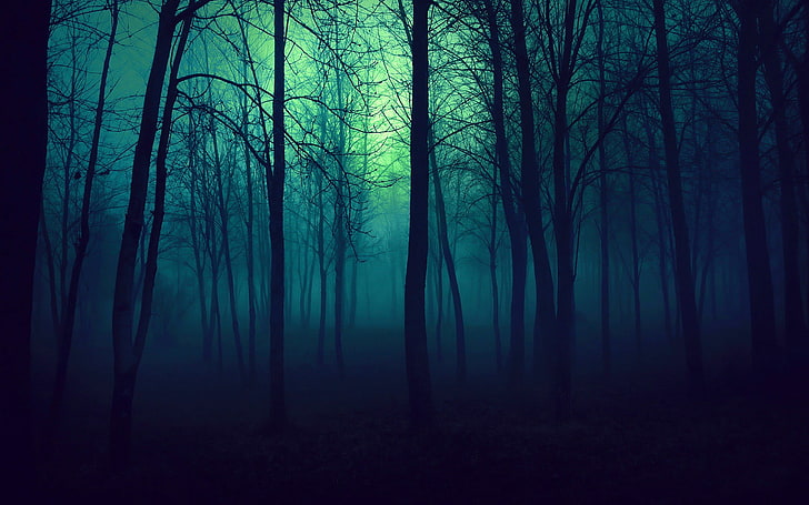 безлистный лес обои, деревья, синий, HD обои