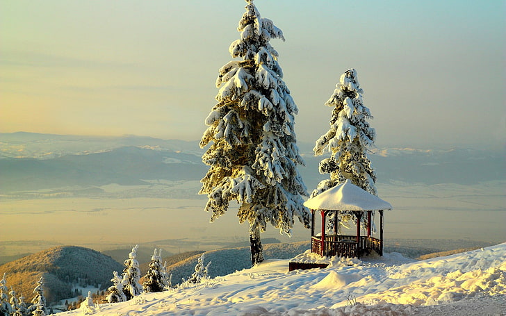 grüne Kiefer, Winter, HD-Hintergrundbild