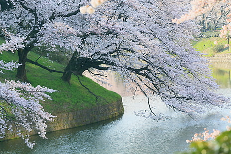 Jord, vår, körsbärsblomning, körsbärsträd, Japan, Sakura, Sakura blomning, HD tapet HD wallpaper