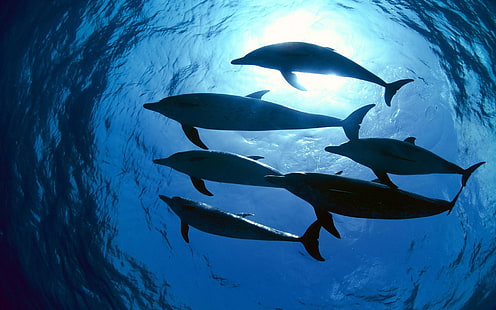 school of six dolphin, photography, sea, water, underwater, animals, nature, dolphin, sunlight, HD wallpaper HD wallpaper