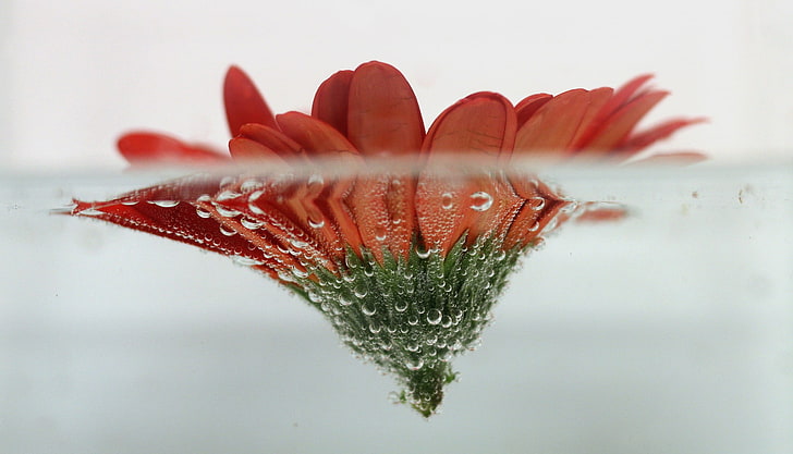 красный цветок, красная ромашка на воде наполовину подводная фотография, цветы, вода, макро, пузырьки, плавающие, подводные, HD обои