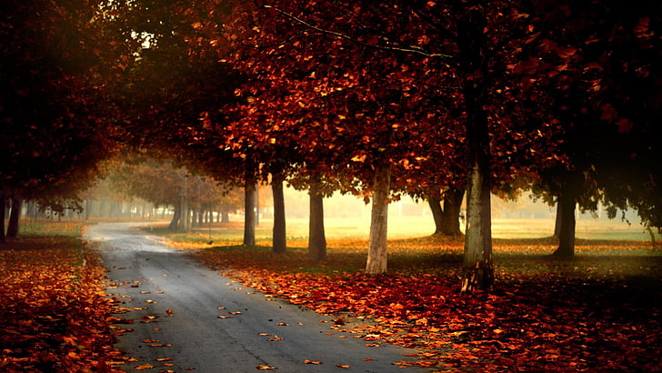 road between red leaf trees during daytime, nature, trees, forest, leaves, fall, branch, mist, road, grass, park, HD wallpaper
