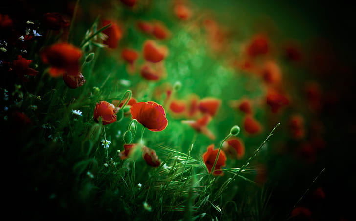 dunkel, bunt, rot, grün, Pflanzen, Blumen, rote Blumen, HD-Hintergrundbild