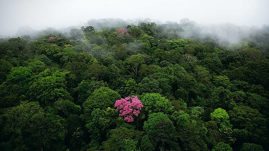 зелени дървета, природа, пейзаж, дървета, гора, мъгла, птичи поглед, джунгла, HD тапет HD wallpaper