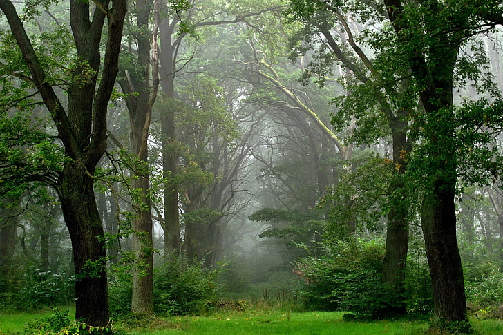 лесная фотография природы, лес, лето, туман, после дождя, HD обои