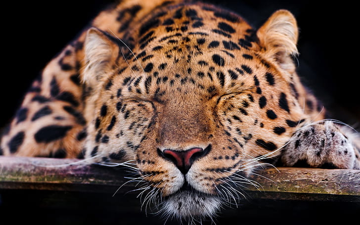 Amur leopardo, sonno, riposo, Amur, leopardo, sonno, riposo, Sfondo HD