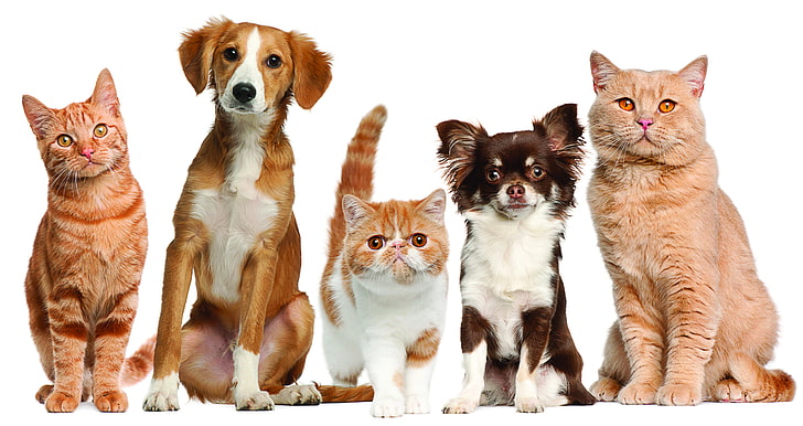 개 2 마리와 고양이 3 마리, 개, 고양이, 애완 동물, HD 배경 화면