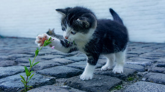 kitten, cat, paw, cute, whiskers, HD wallpaper HD wallpaper