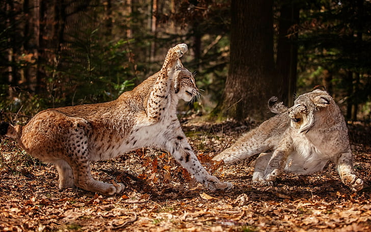 binatang, lynx, kucing besar, Wallpaper HD