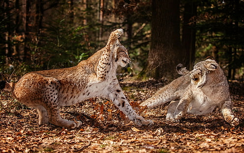 lynx, animals, big cats, fighting, wildlife, nature, HD wallpaper HD wallpaper