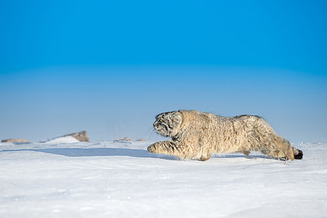 แมวสัตว์เลี้ยงลูกด้วยนมแมวใหญ่หิมะธรรมชาติฤดูหนาวแมวป่าชนิดหนึ่งแมว Pallas สีฟ้าสัตว์ป่า, วอลล์เปเปอร์ HD HD wallpaper