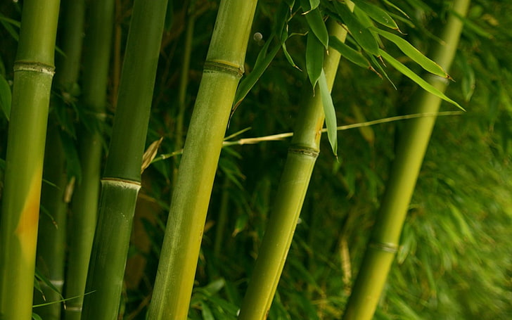 pohon bambu hijau, bambu, hijau, tangkai, daun, Wallpaper HD