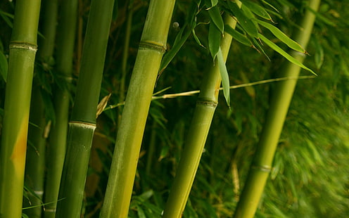 zielone drzewo bambusowe, bambus, zieleń, łodygi, liście, Tapety HD HD wallpaper