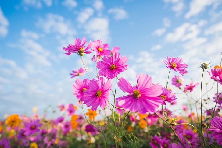 bidang, musim panas, langit, matahari, bunga, warna warni, padang rumput, merah muda, kosmos, Wallpaper HD