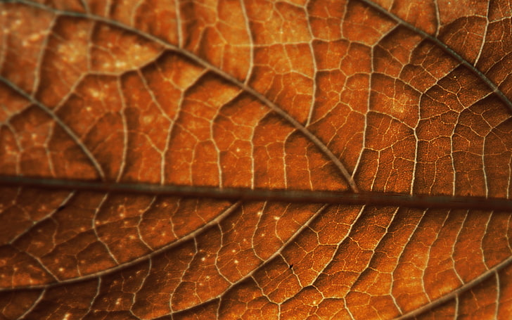 brown leaf, leaf, veins, surface, HD wallpaper