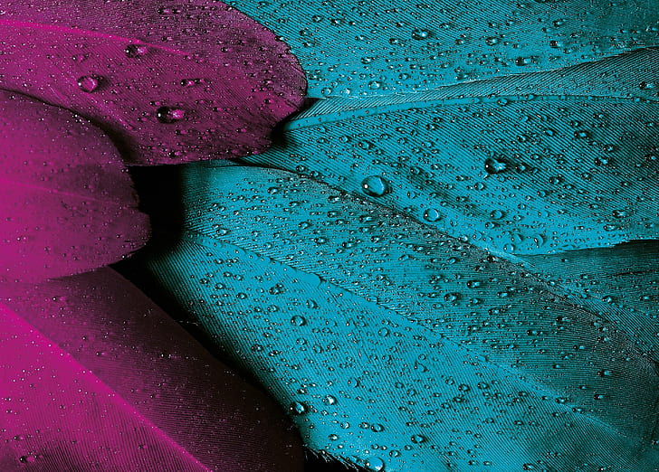 drops, feather, feathers, pink, plumage, striking, turquoise, violet, water drops, HD wallpaper