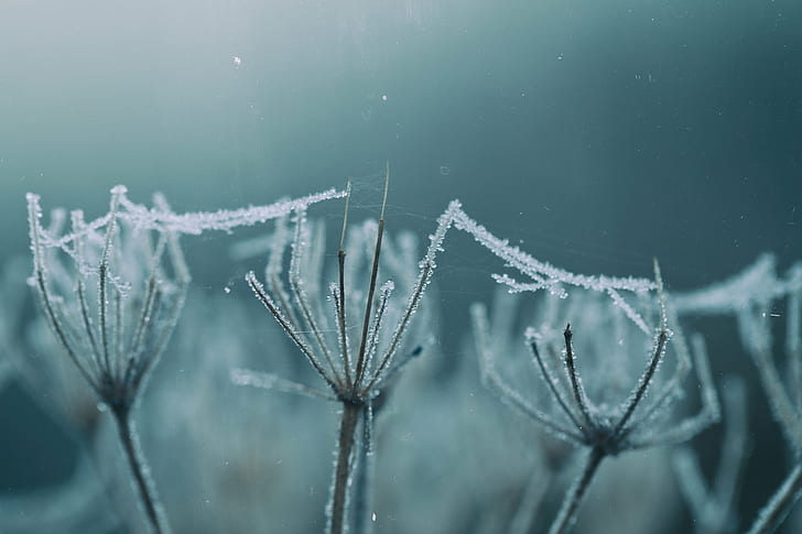 water dew on cobwebs covering on twigs, water, dew, cobwebs, twigs, MACRO, MONDAYS, ICE  COLD, PLANT, NATURE, SCOTLAND, CANON, CLOSE  UP, FROST, FROSTY, GLAZE, winter, snow, weather, cold - Temperature, frozen, ice, close-up, season, drop, HD wallpaper
