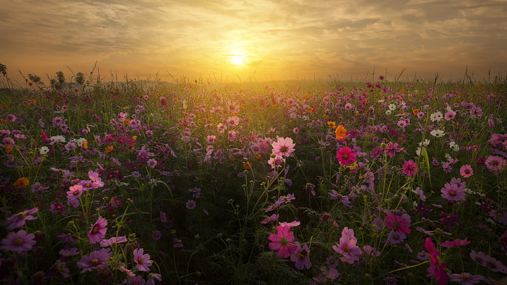 flor, campo, campo de flores, amanecer, cielo, mañana, flores silvestres, Fondo de pantalla HD