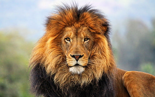 animals, cats, eyes, face, fur, lion, mane, predator, wildlife, HD wallpaper HD wallpaper