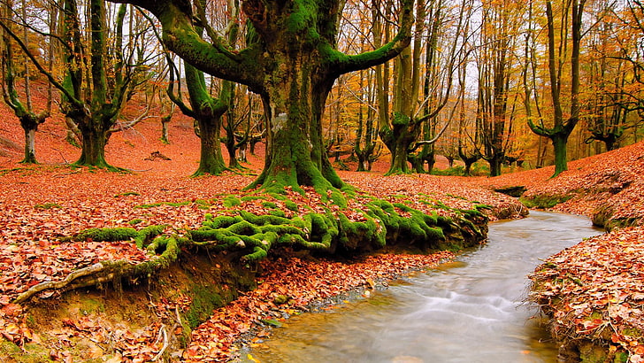 кленово дърво много, река, пейзаж, природа, дървета, есен, HD тапет