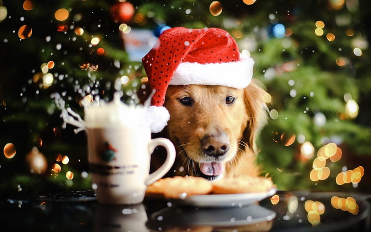 골든 리트리버, 크리스마스, bokeh, 귀여운, 개, 동물, HD 배경 화면