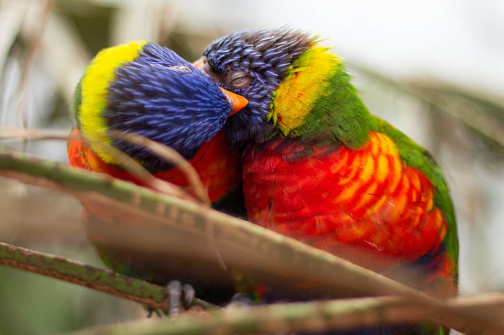 Birds, Rainbow Lorikeet, Bird, Bokeh, Couple, Parrot, HD wallpaper