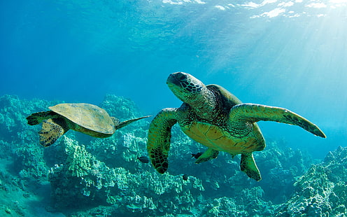 Two Green Sea Turtles, underwater, coral reef, Maui, Two, Green, Sea, Turtles, Underwater, Coral, Reef, Maui, HD wallpaper HD wallpaper