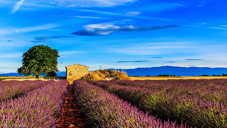 fält av rosa och grönt gräs, Frankrike, provence, fält, gräs, himmel, HD tapet