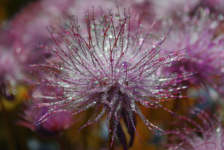 الوردي العنقودية زهرة زهرة ماكرو نبات قطرات، خلفية HD
