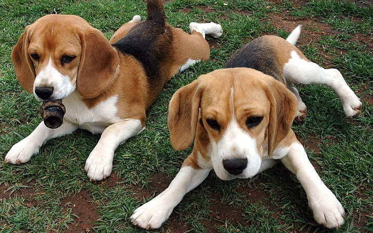 two short-coated white-brown-and-black puppies, beagle, puppies, dog, couple, HD wallpaper