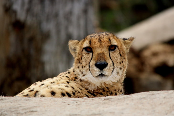 cheetah, cheetah, predator, muzzle, HD wallpaper