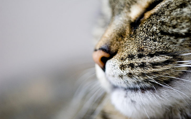 selective photography of cat, close up photo of cat, cat, macro, face, animals, HD wallpaper
