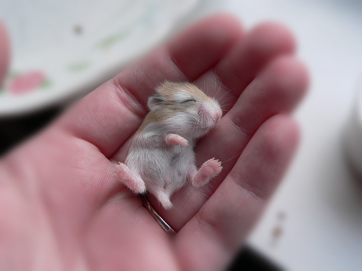 brown and white mouse, hand, small, mouse, baby, beige, hamster, HD wallpaper
