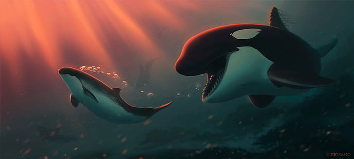Животное, Орка, Дельфин, Морская жизнь, Подводный, HD обои