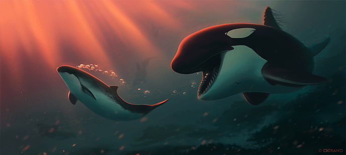 Animale, Orca, Delfino, Sea Life, Underwater, Sfondo HD HD wallpaper