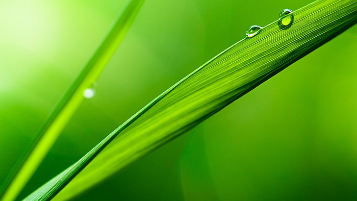 緑の葉の水滴はフィールドのマクロの深さ1920x1080自然フィールドhdアート 葉 緑 Hdデスクトップの壁紙 Wallpaperbetter