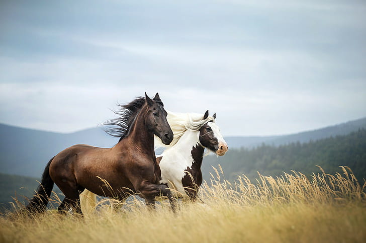 Konie w górach, 2 brązowe i białe konie, chmury, drzewa, pole, góry, trawa, koń, wiatr, łodygi, Tapety HD