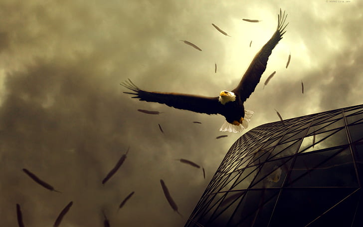 Eagle Flight, eagle, flight, HD wallpaper