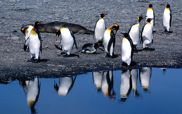 Охлаждащи пингвини, ято пингвини, животни, 1920x1200, птица, пингвин, HD тапет