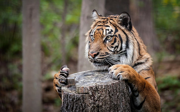 tigre, natureza, grandes felinos, profundidade de campo, tronco de árvore, animais, HD papel de parede