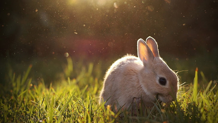 foto kelinci coklat pada siang hari, hewan, kelinci, mamalia, bayi hewan, Wallpaper HD