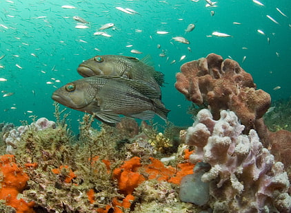 подводна фотография на рибно училище в близост до разноцветни морски корали, гъби, подводна фотография, рибно училище, многоцветно, море, корали, Световен ден на океана, Национална океанска служба, NOAA, морско светилище, риф на Грей, лаврак, гъба, под вода, риф , животно, природа, риба, дива природа, син, HD тапет HD wallpaper