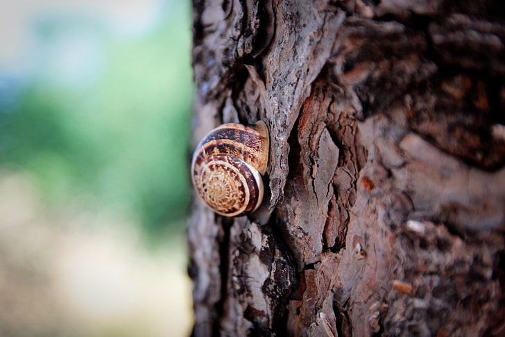 brown and beige snail, snail, trees, macro, HD wallpaper