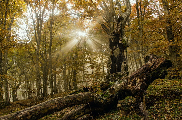 hutan, sinar matahari, Wallpaper HD